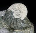 Fantastic Association (Gastropod, Ammonite, Bivalves) - England #38940-1